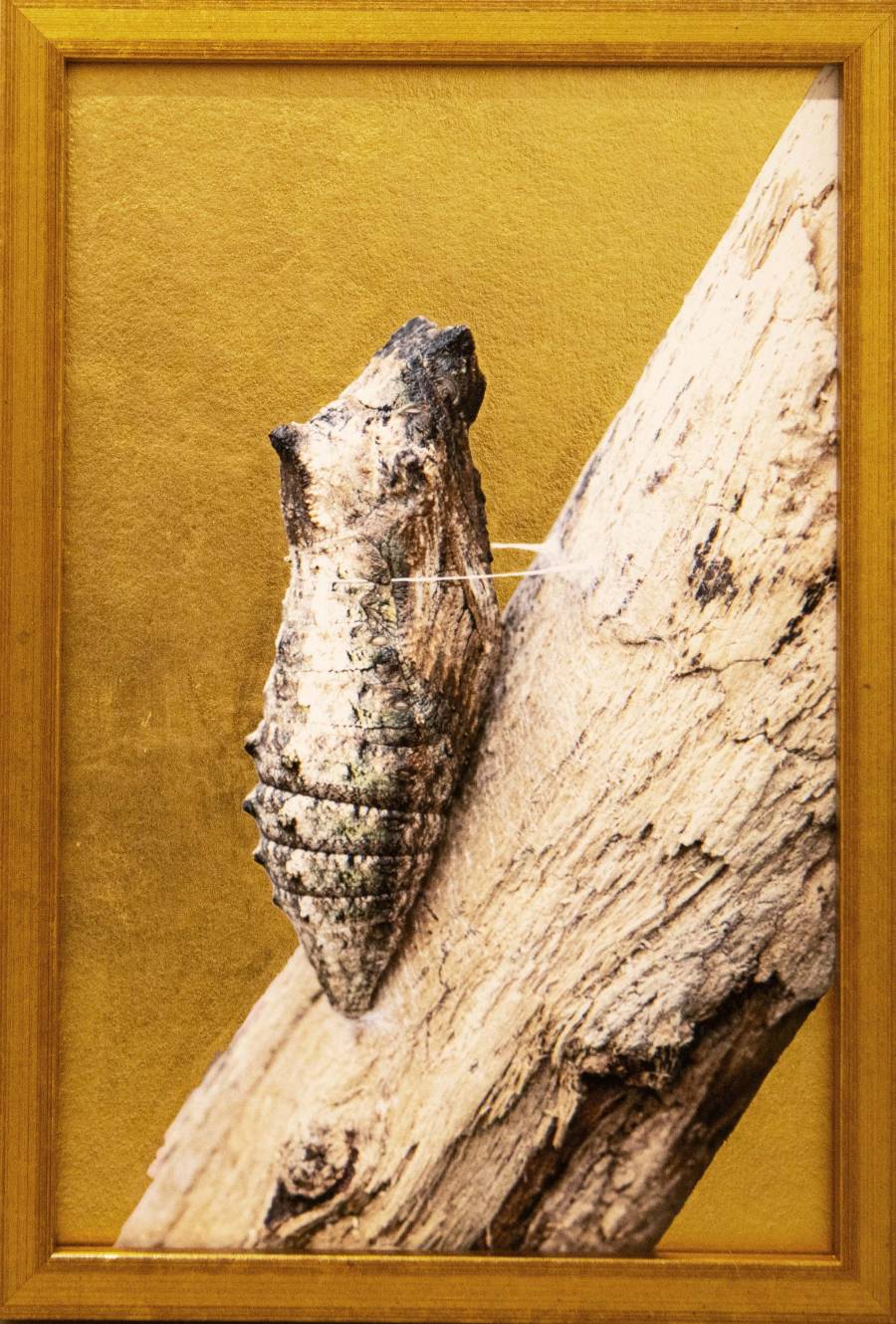 Chrysalide du Machaon